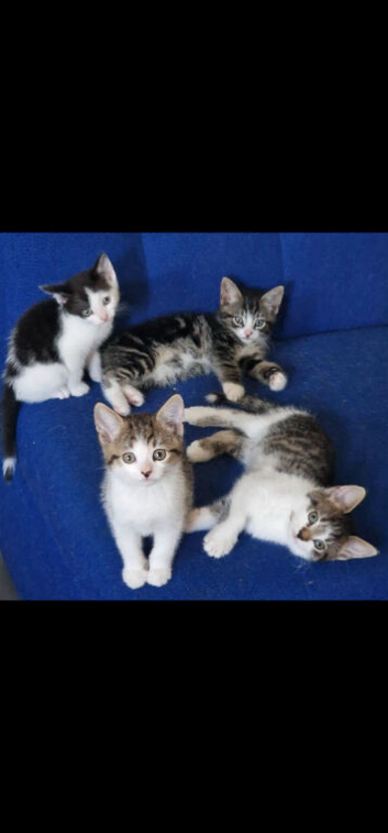 Adorable Tabby Kittens.