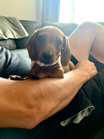 3 female dachshund puppies