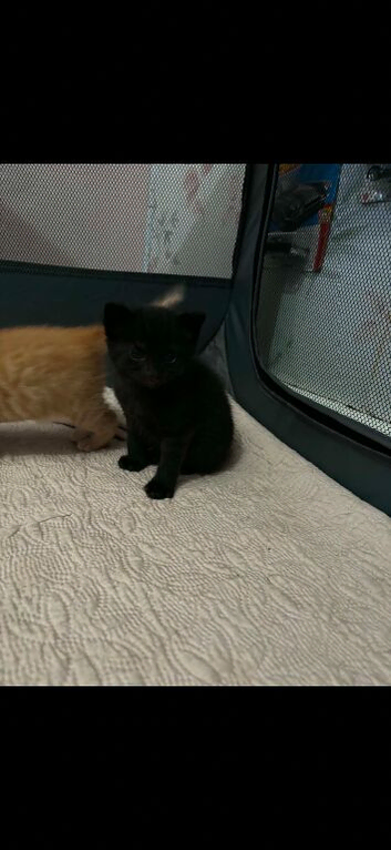 2 female black kittens