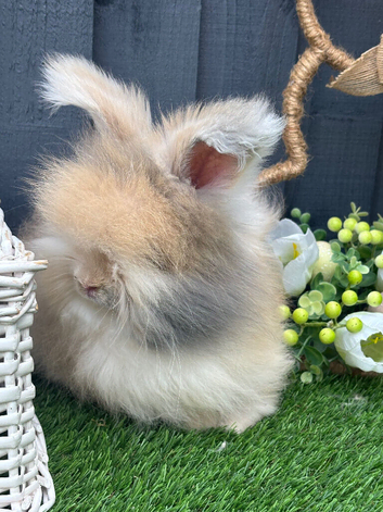 Angora black Harlequin bunny
