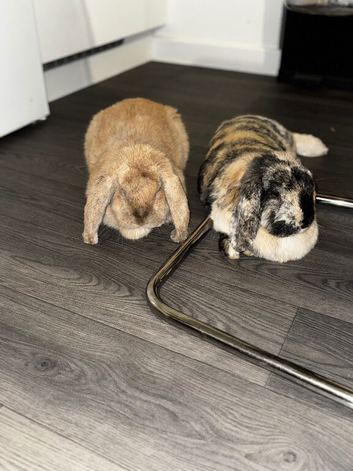 French lops