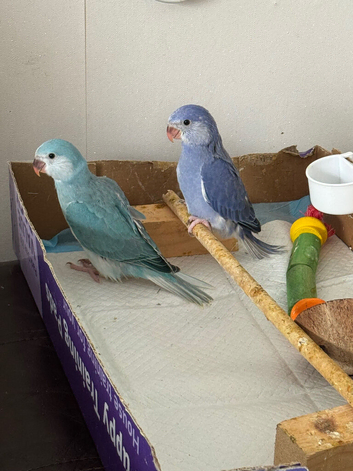 Hand-Reared Indian Ringneck Babies &mdash; Violet & Blue Cleartail