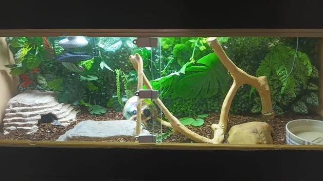 Yellow belly ball python and set up