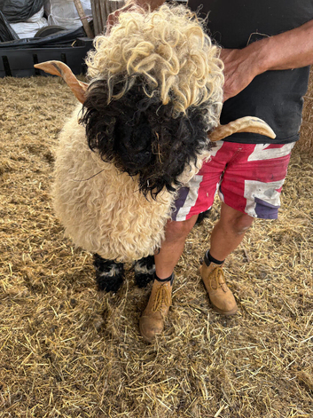 Stunning Milan Valais Blacknose Shearling Ram