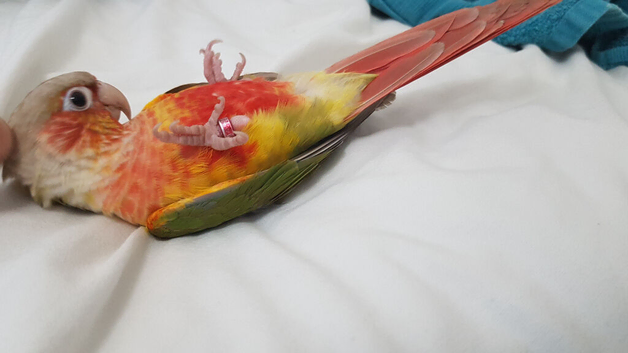 2 x Hand reared tame talking conure parrots.