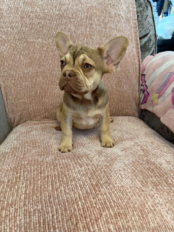 Frenchie puppies