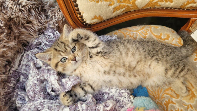 Chinchillas Scottish fold kittens