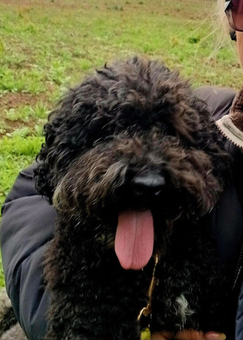 kc male blue poodle