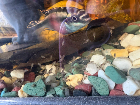 Breeding pair of kribensis