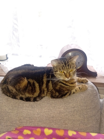 Adult cat