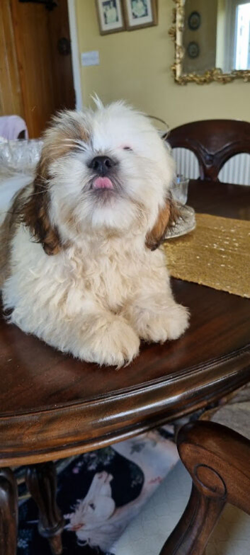Cute Lhasa Apso Boy Puppy