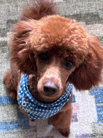 Sweet Mini Poodle Stud - Archie | KC Reg & Tested