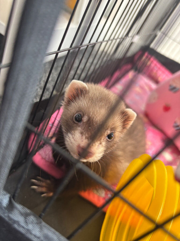 Young Jill ferret for sale