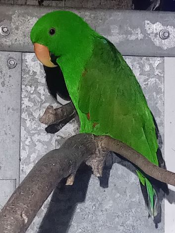 Electus parrots for sale