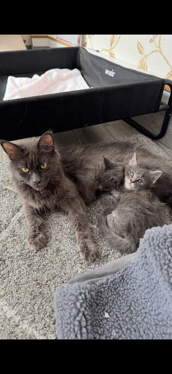 Maine coon kittens for sale