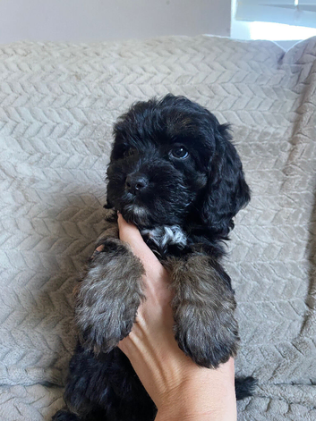 F1 Cockapoo puppies