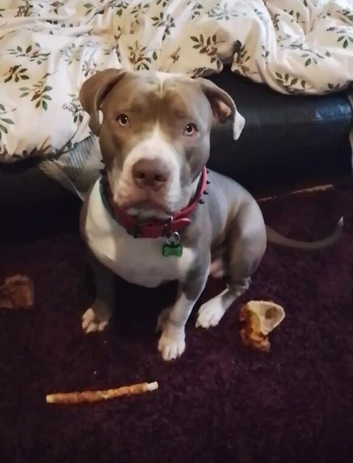 Staffy mix Lenny