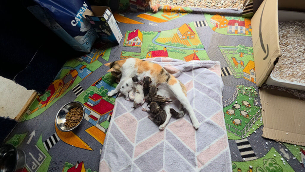 2 kittens for adoption