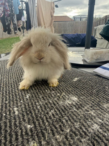 Female Mini Lion Lop Rabbit Looking for a Loving Home