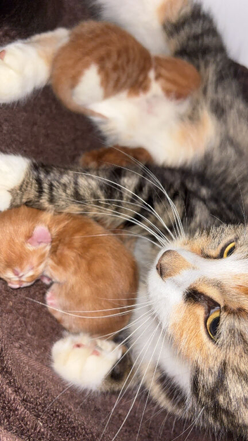 Beautiful fluffy striped ginger kitty's