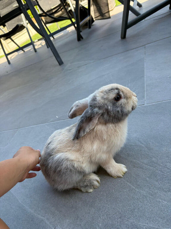 4 girls mix lop