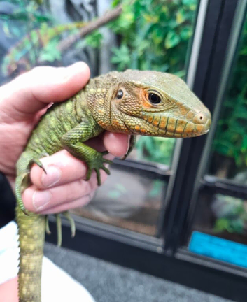FEMALE CAIMAN LIZARD CF25