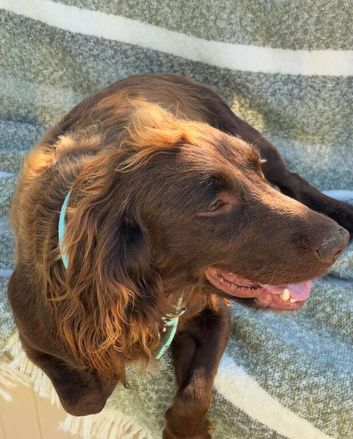 Beautiful sprocker puppys.
