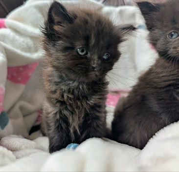 Gorgeous very Fluffy Chocolate Kittens, part Savannah part British Blue