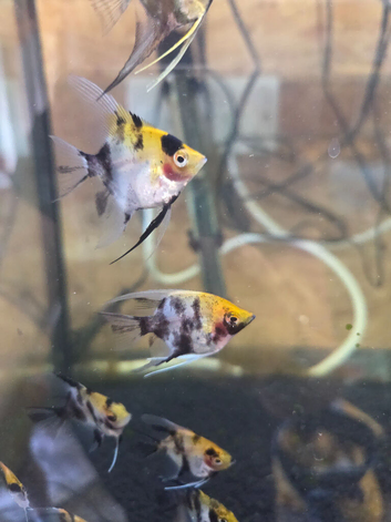 Koi Angelfish