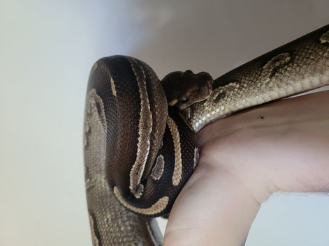Ball pythons for rehome