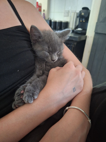 Female grey kitten.
