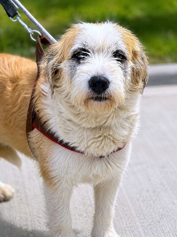 LILLY - Adorable scruffy girl for adoption