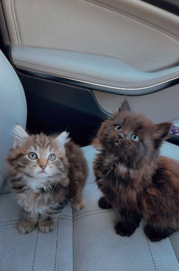 X3 Maine Coons