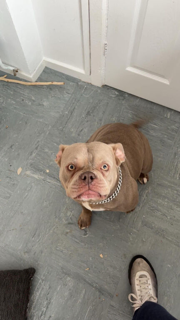 Pocket bully cross staffy re homing