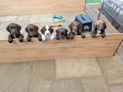 Sprokers for sale