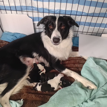 Boarder collie puppies