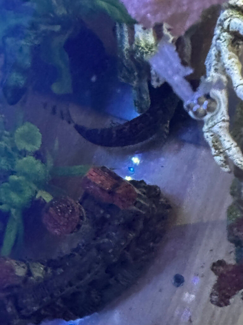 Loach fish