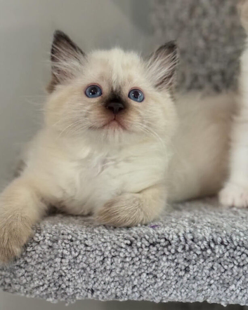 Tica Registered Ragdoll Kitten
