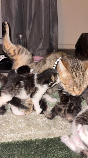 5 kittens need a home