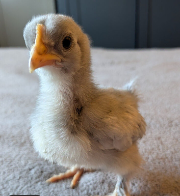 3 bantam chicks