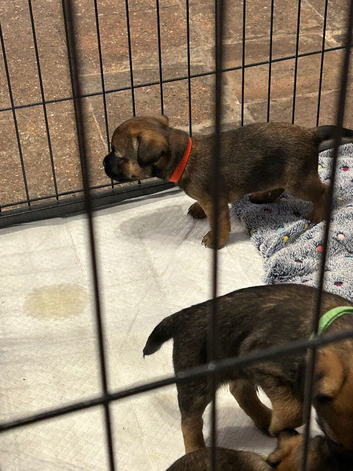 Border Terrier Pups