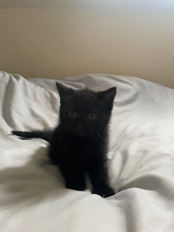 One black female kitten