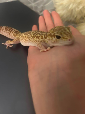 Male Leopard Gecko