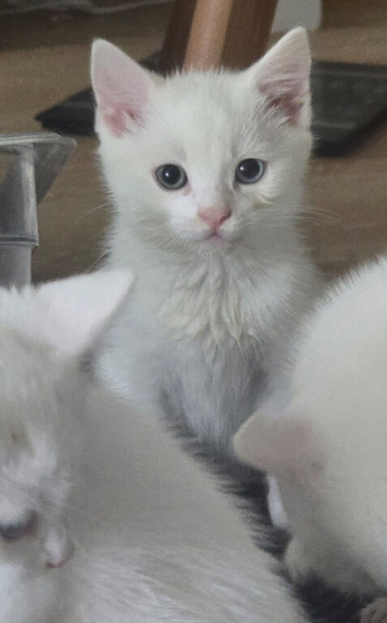 Kitten Ready to be Rehomed