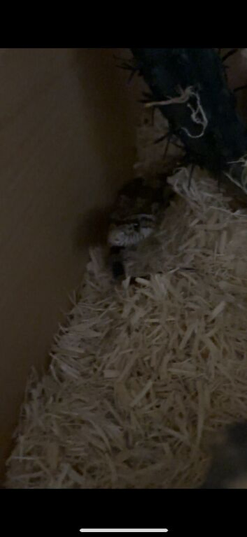 Male Cornsnake
