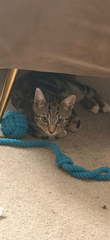16 weeks old kitten