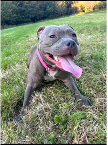 2 n half yr old female staffy