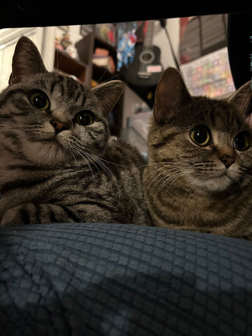Shorthair Tabby Girls