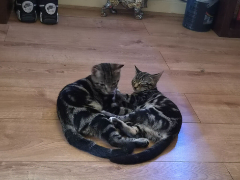 Two kittens