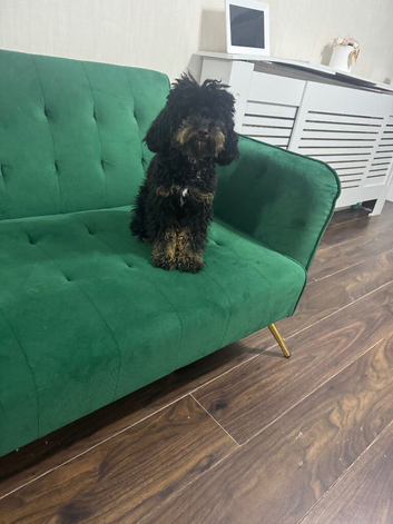 Gorgeous Female Poochon